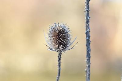 Foto: Werner Pietschmann Wilde Karde (Dipsacus fullonum)
